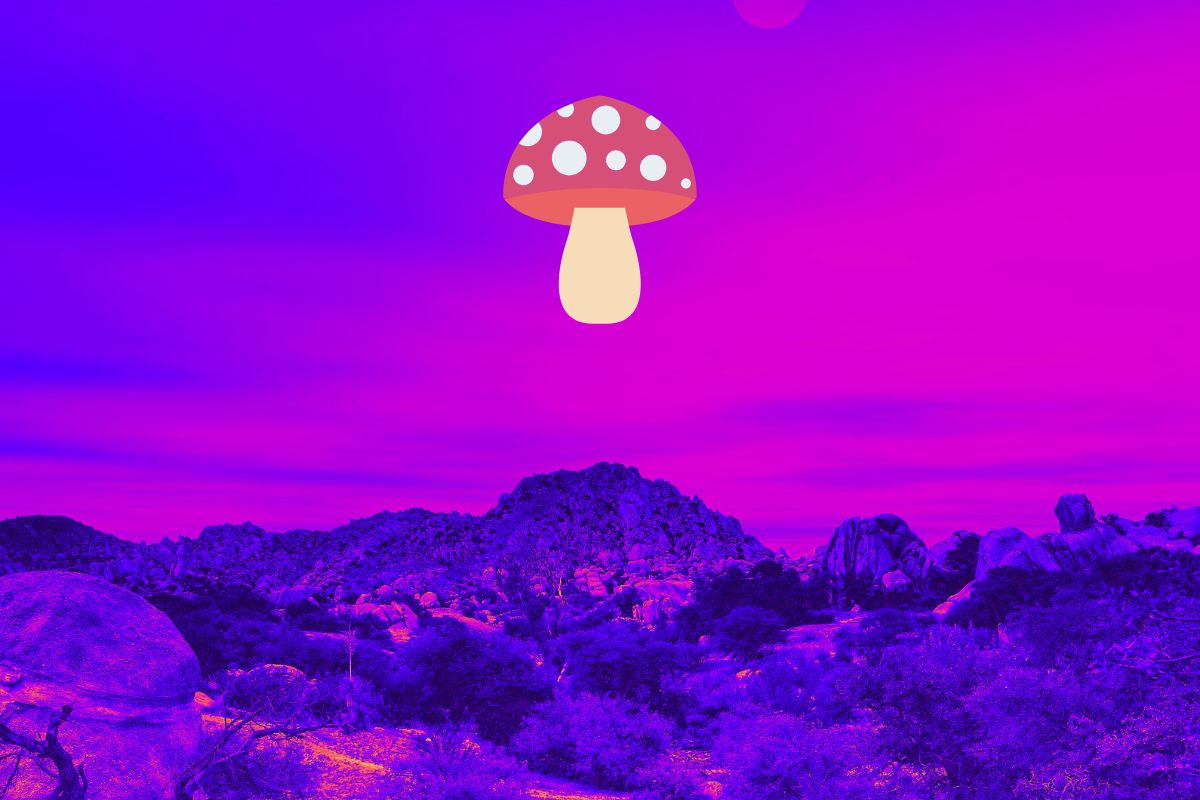 About Mignon's Mushrooms